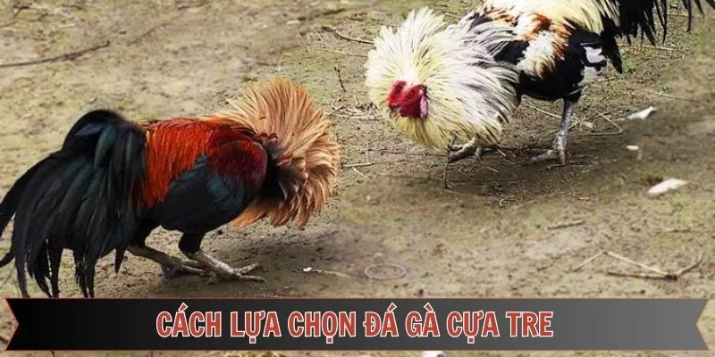 Hướng dẫn chọn chiến kê mạnh khi đá gà cựa tre