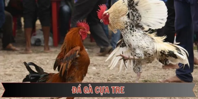 Đá Gà Cựa Tre FUN88