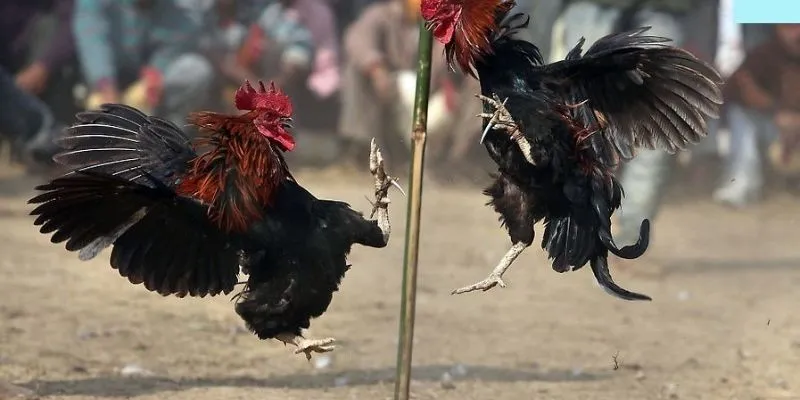 Đá gà Fun88 cú đá triệu đô chiến kê!
