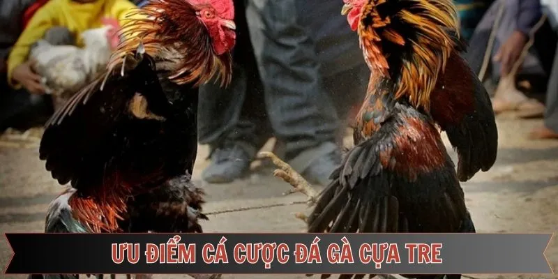 Điểm nổi bật thu hút hội viên của đá gà cựa tre